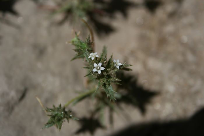 Navarretia atractyloides, native California herb