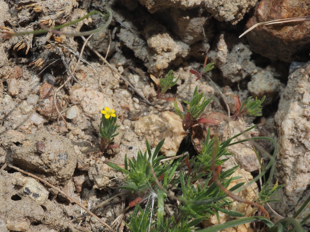 Navarretia breweri, native California herb