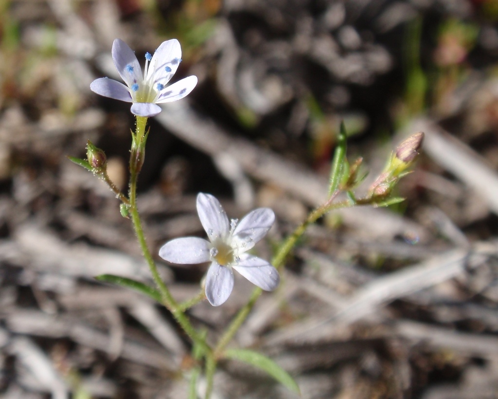 Navarretia capillaris, native California herb