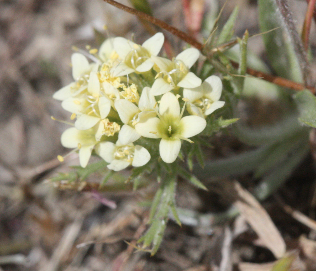 Navarretia cotulifolia (Cotula navarretia), native California herb
