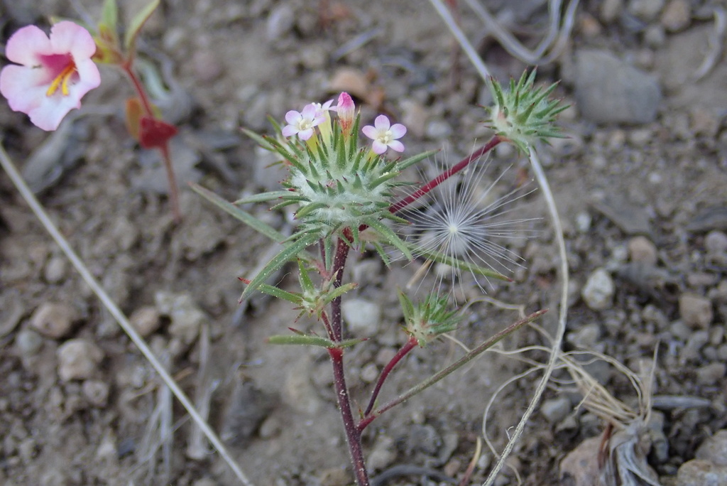 Navarretia crystallina, native California species