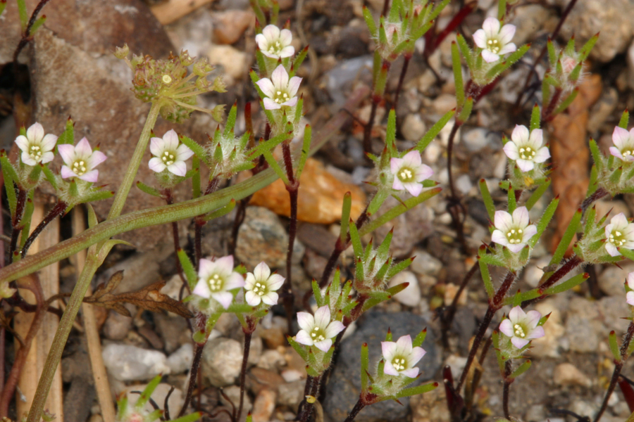 Navarretia divaricata (Mountain navarretia), native California herb