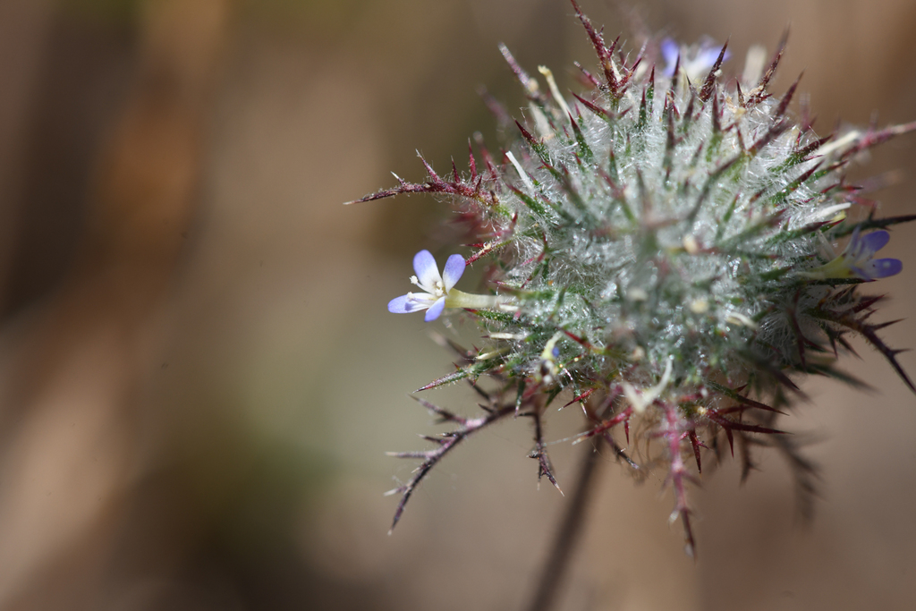 Navarretia eriocephala (Hoary navarretia), native California herb