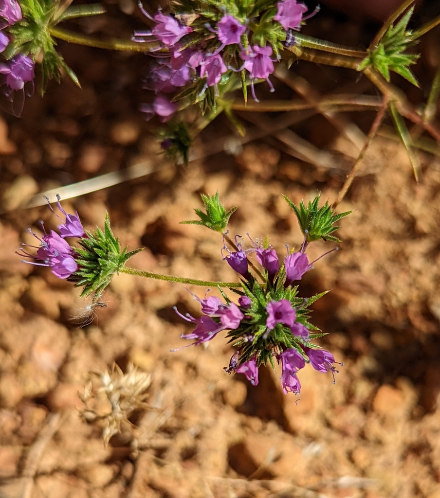 Navarretia filicaulis, native California herb