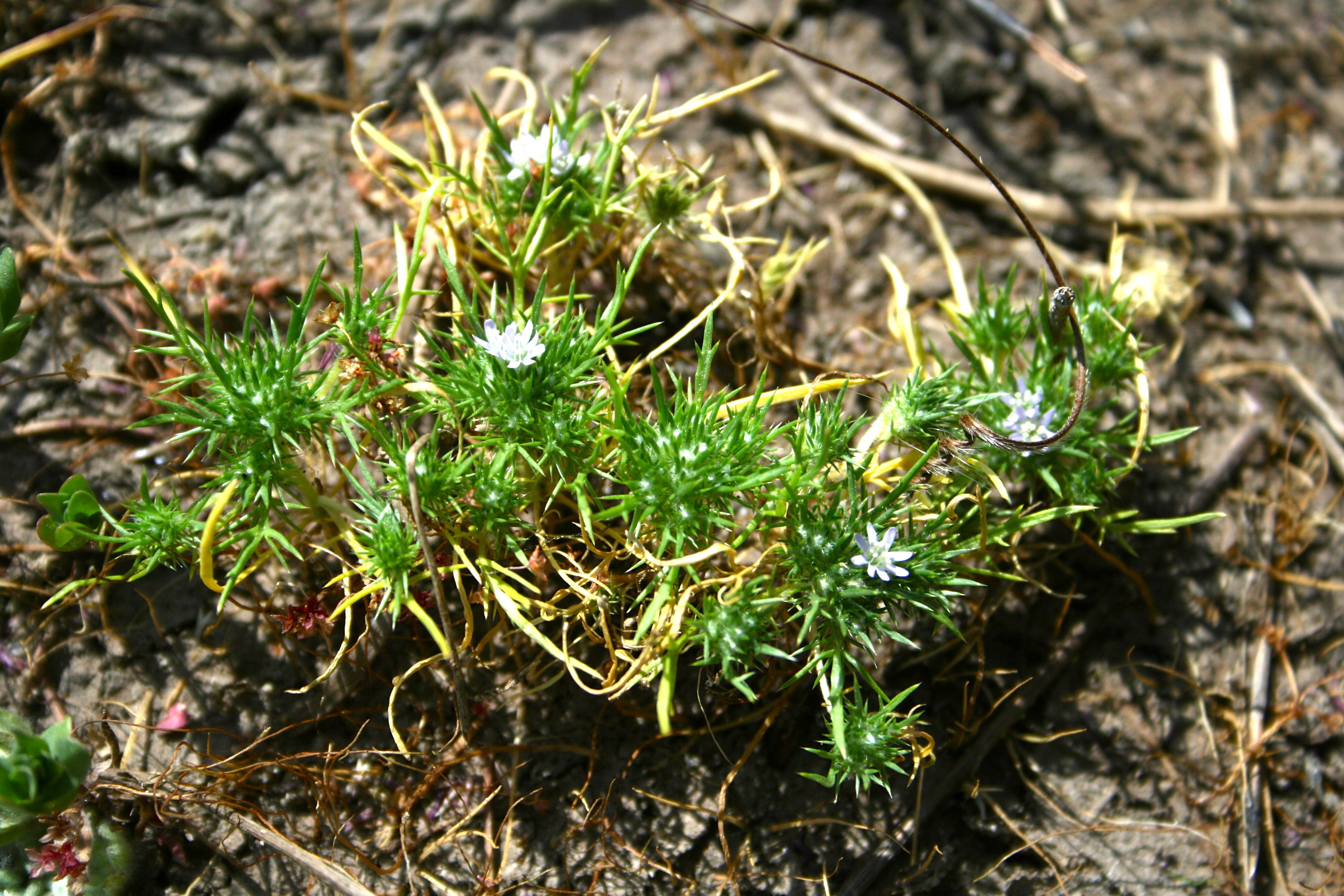 Navarretia fossalis (Spreading navarretia), native California herb