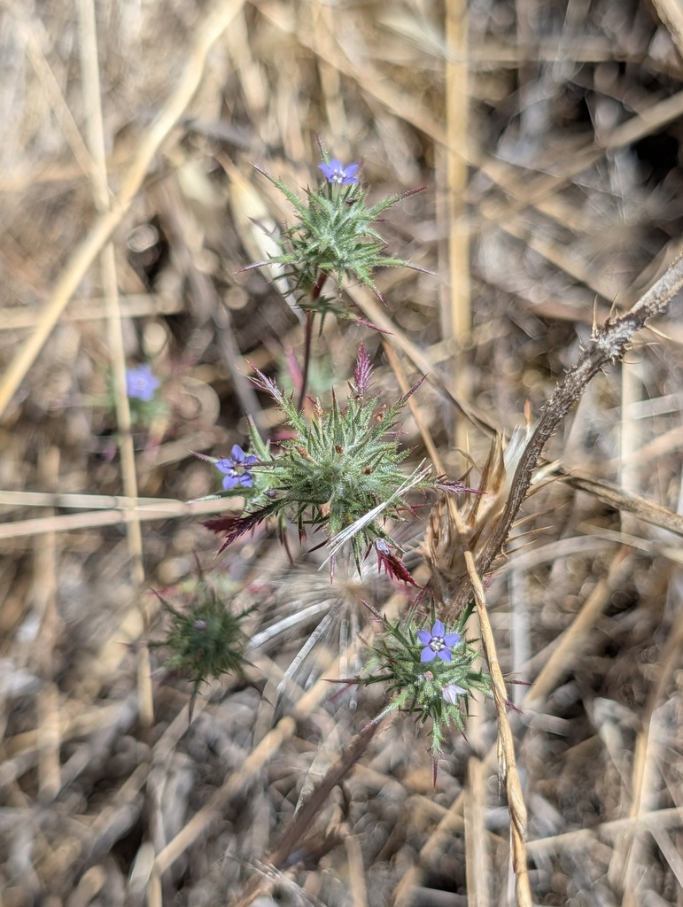 Navarretia gowenii (Lime ridge navarretia), native California annual