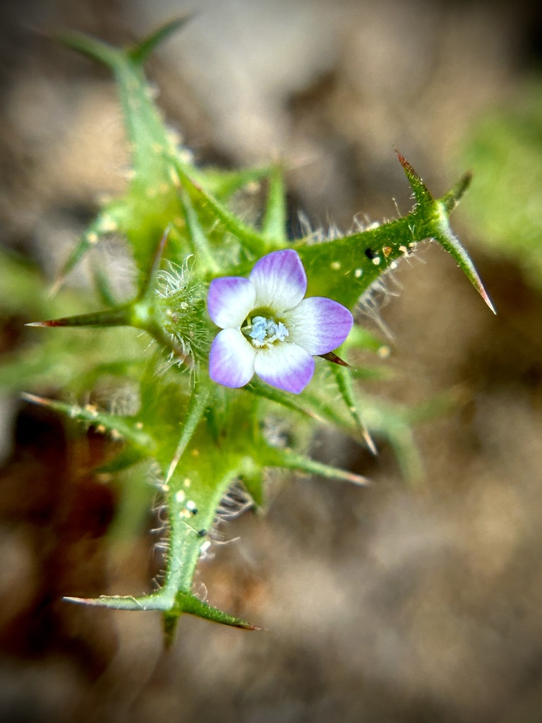 Navarretia hamata subsp. hamata, native California herb