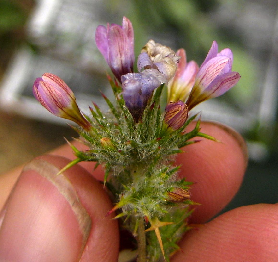 Navarretia hamata, native California herb