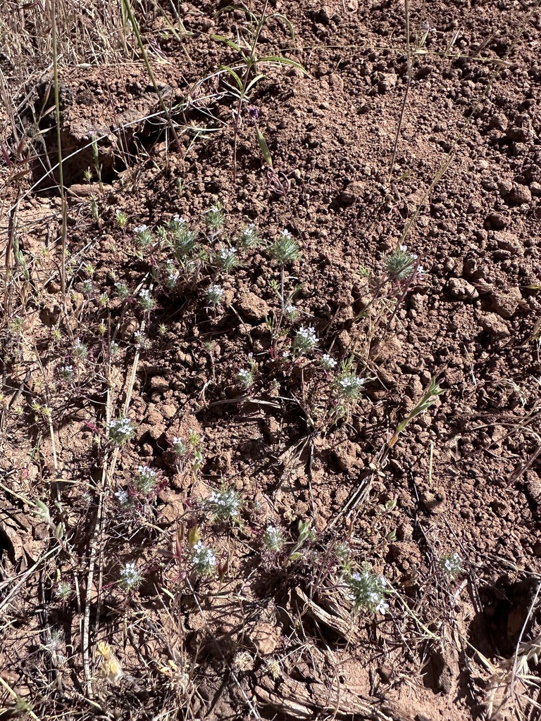 Navarretia heterandra (Tehama navarretia), native California herb