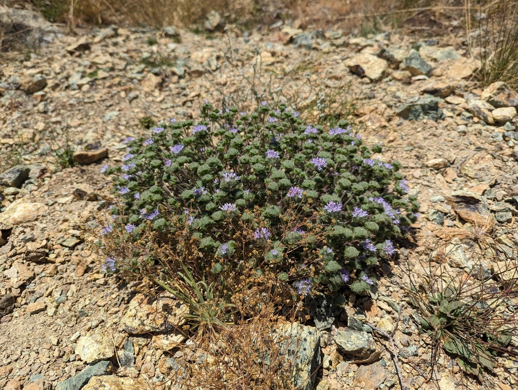 Navarretia heterodoxa, native California herb