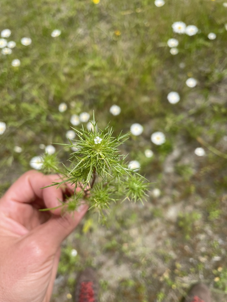 Navarretia intertexta, native California herb