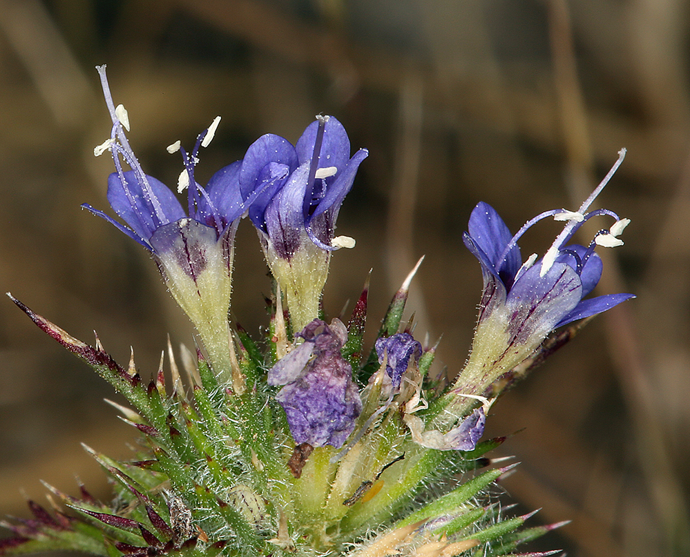 Navarretia jepsonii (Jepson's navarretia), native California herb