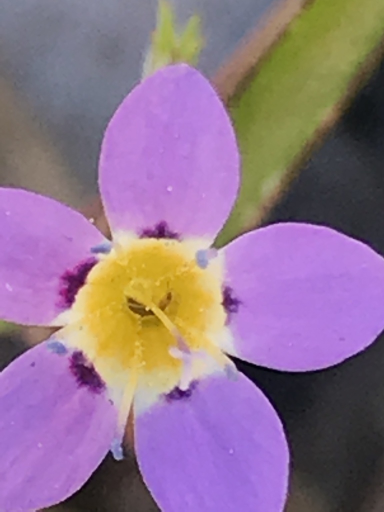 Navarretia leptalea, native California herb
