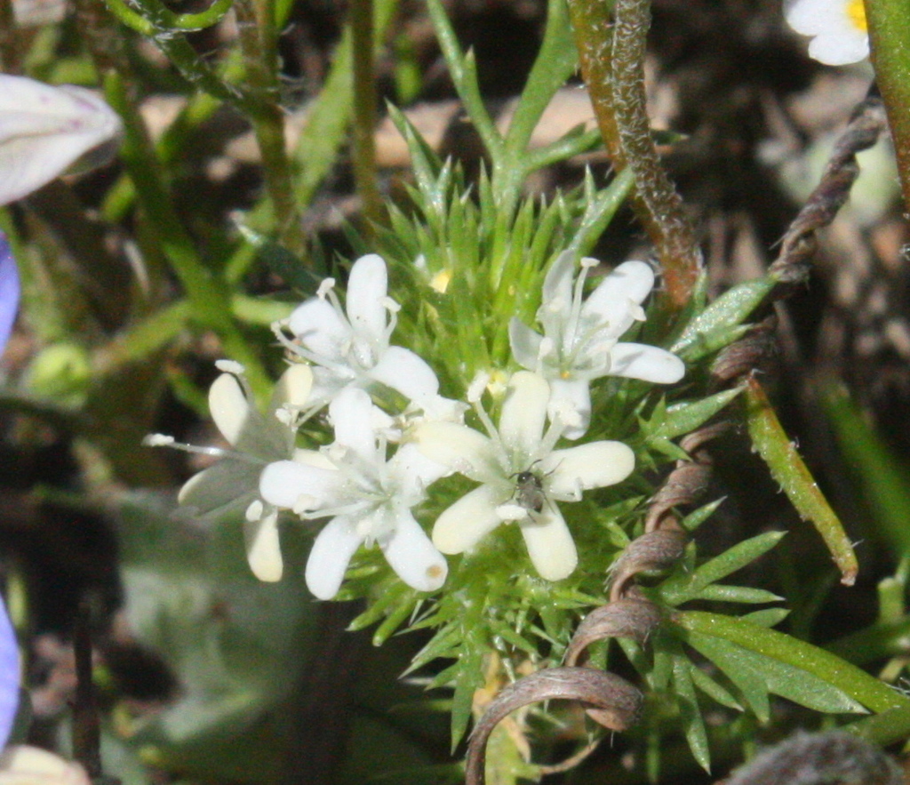 Navarretia leucocephala — parent species of Navarretia leucocephala subsp. pauciflora