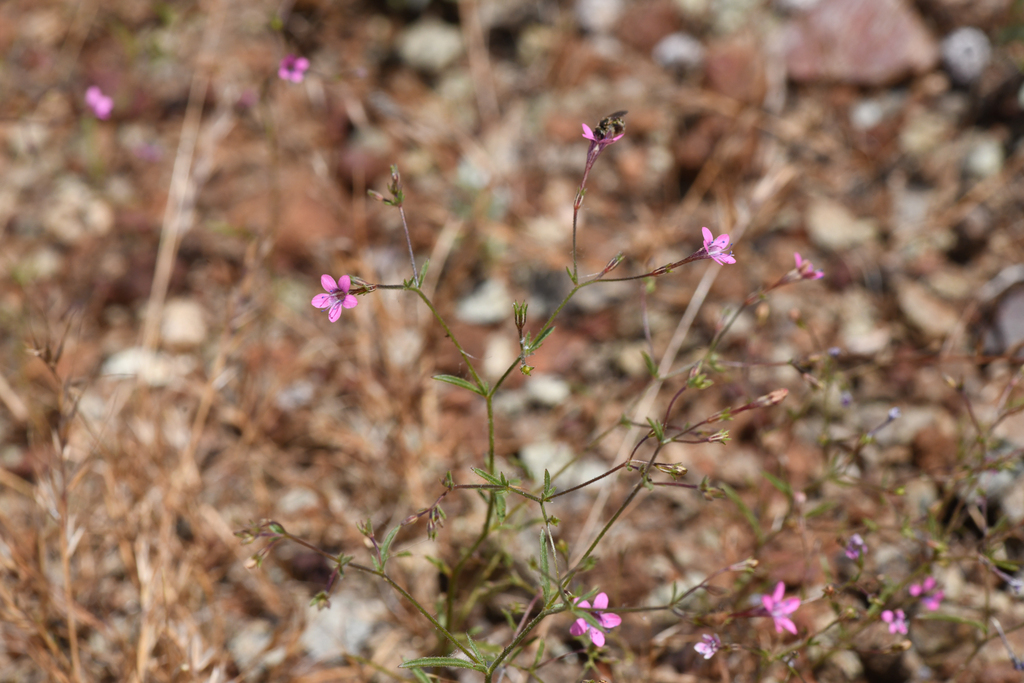 Navarretia linearifolia — parent species of Navarretia linearifolia subsp. linearifolia
