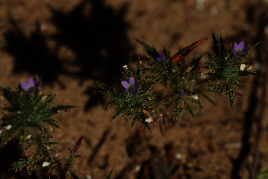 Navarretia mellita, native California herb