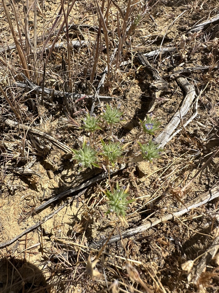 Navarretia mitracarpa, native California herb