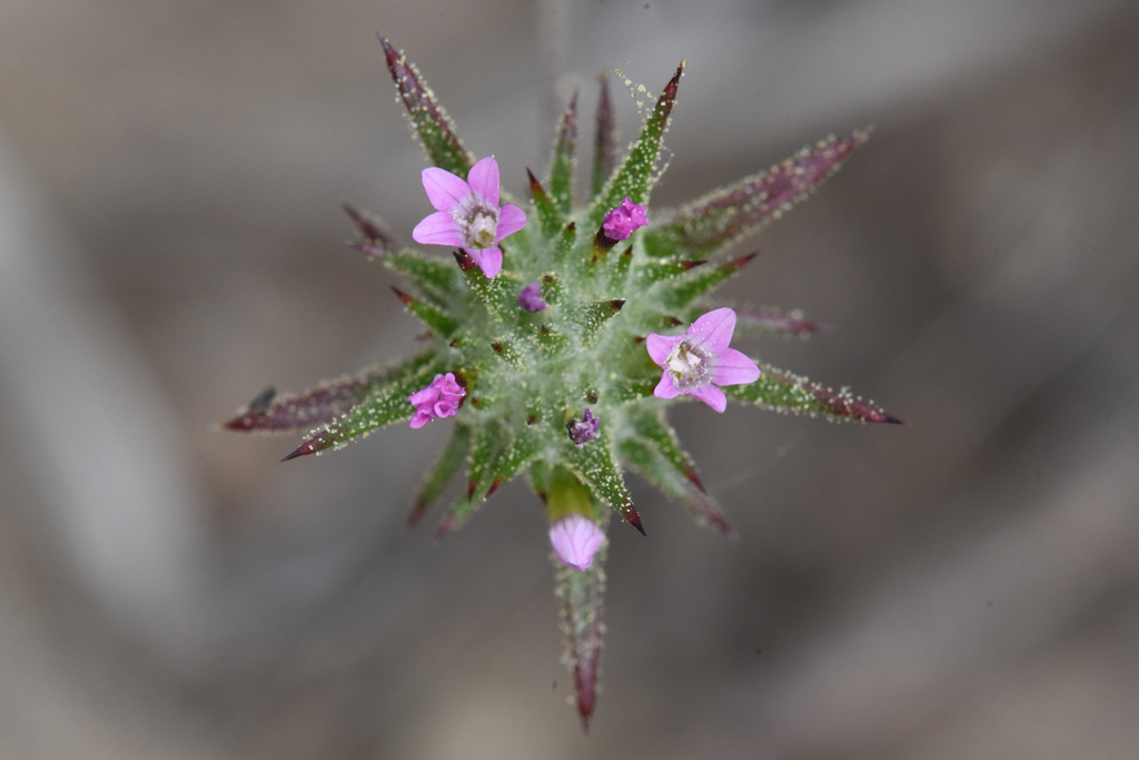 Navarretia miwukensis (Mi-Wuk navarretia), California vasc