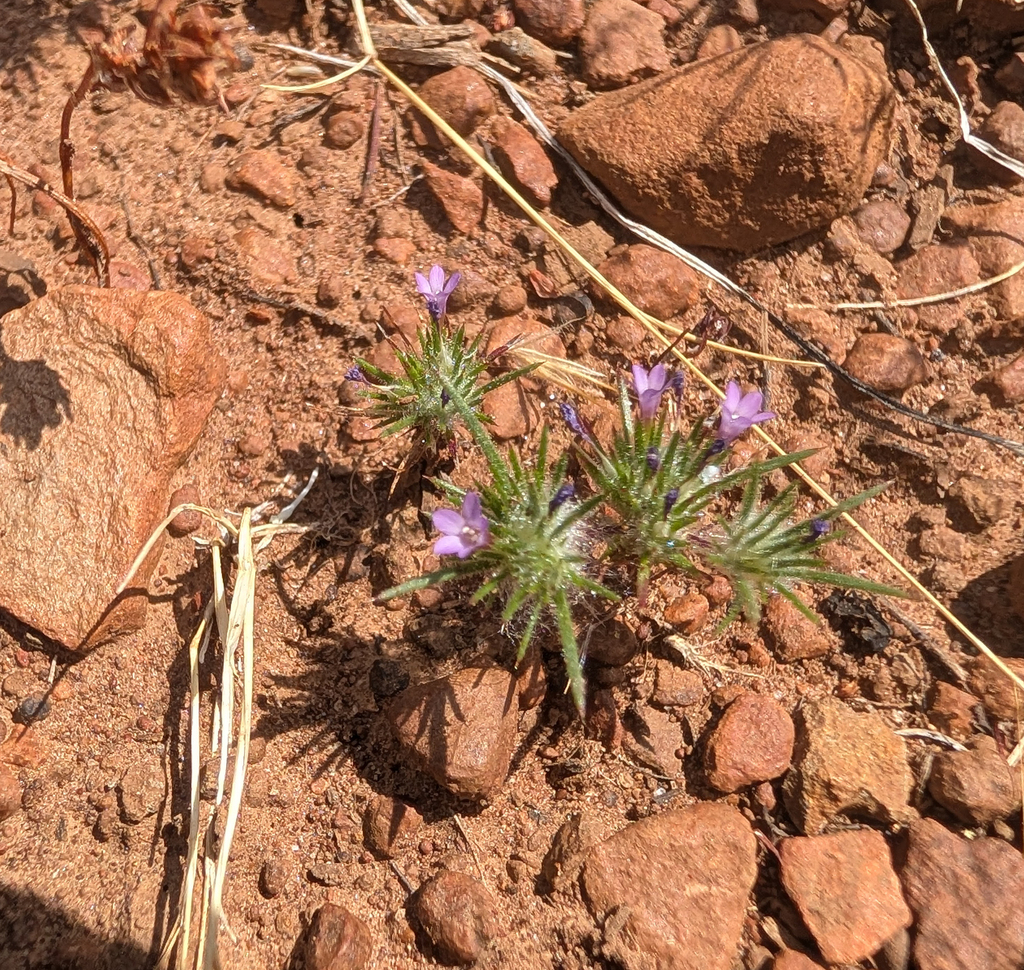Navarretia modocensis, native California species