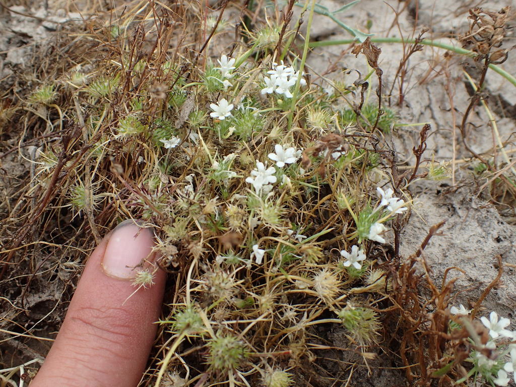 Navarretia myersii, native California herb