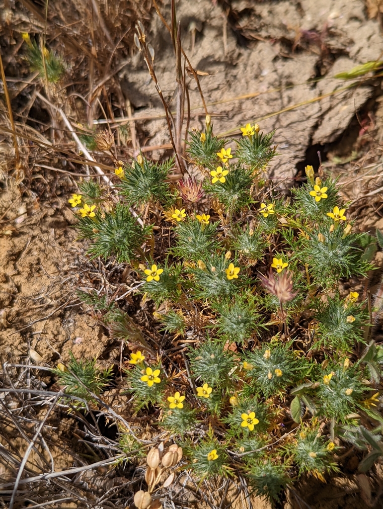 Navarretia nigelliformis, native California herb