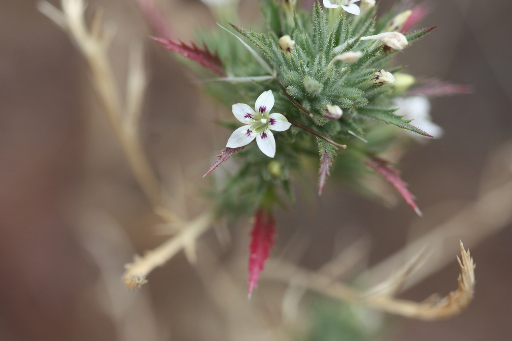 Navarretia ojaiensis (Ojai navarretia), native California annual