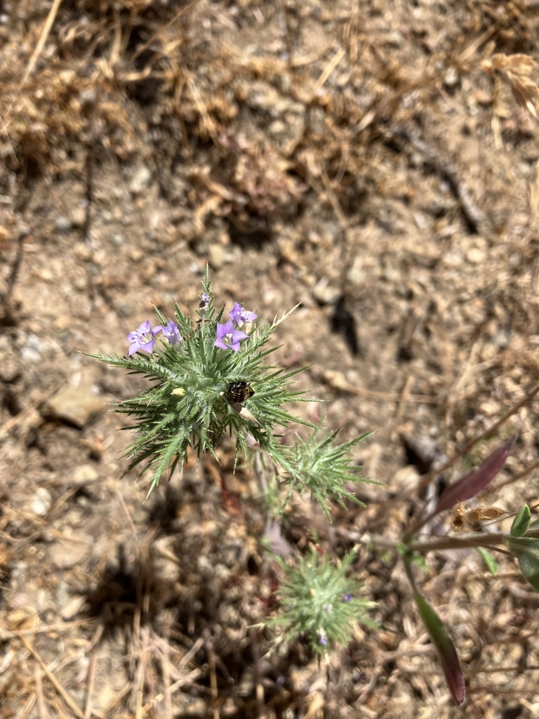 Navarretia panochensis (Panoche navarretia), California species