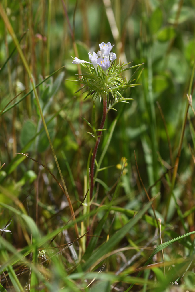 Navarretia paradoxiclara (Patterson's navarretia), native California herb
