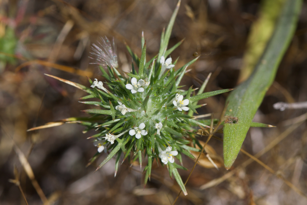 Navarretia paradoxinota (Porter's navarretia), native California herb