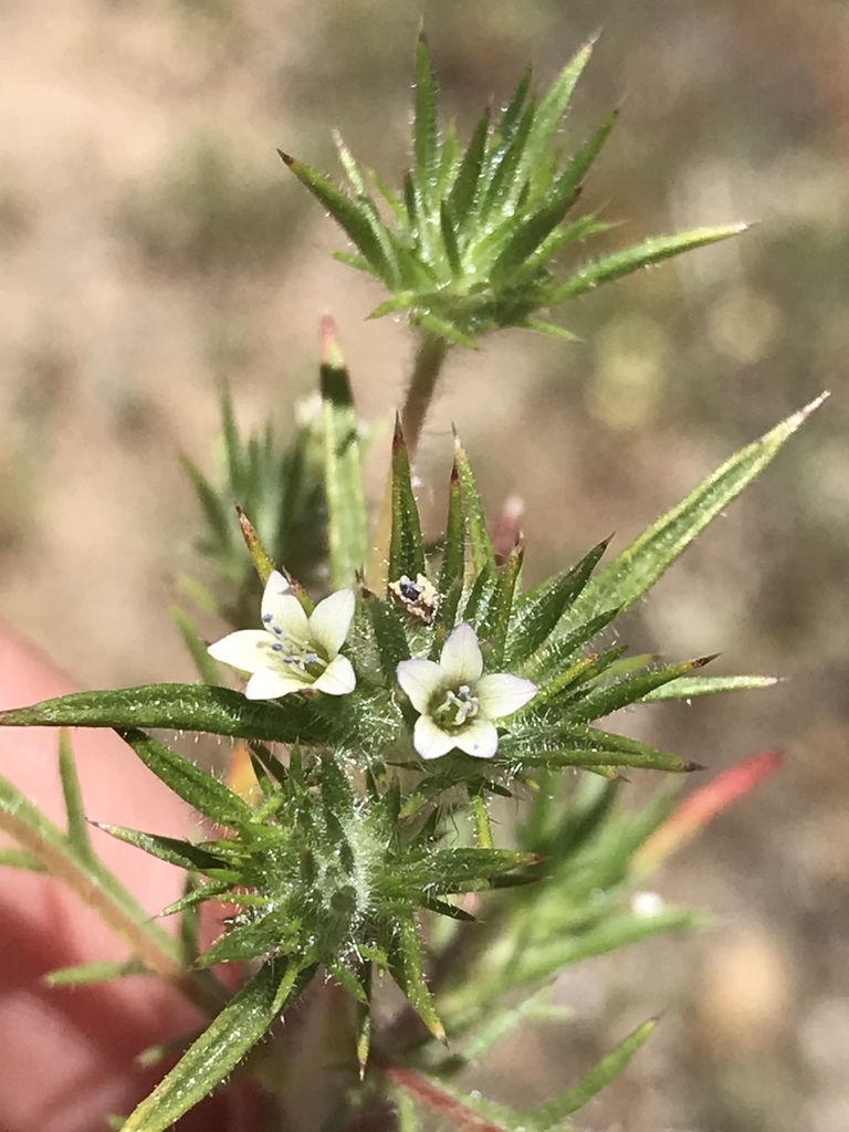 Navarretia peninsularis (Baja navarretia), native California herb