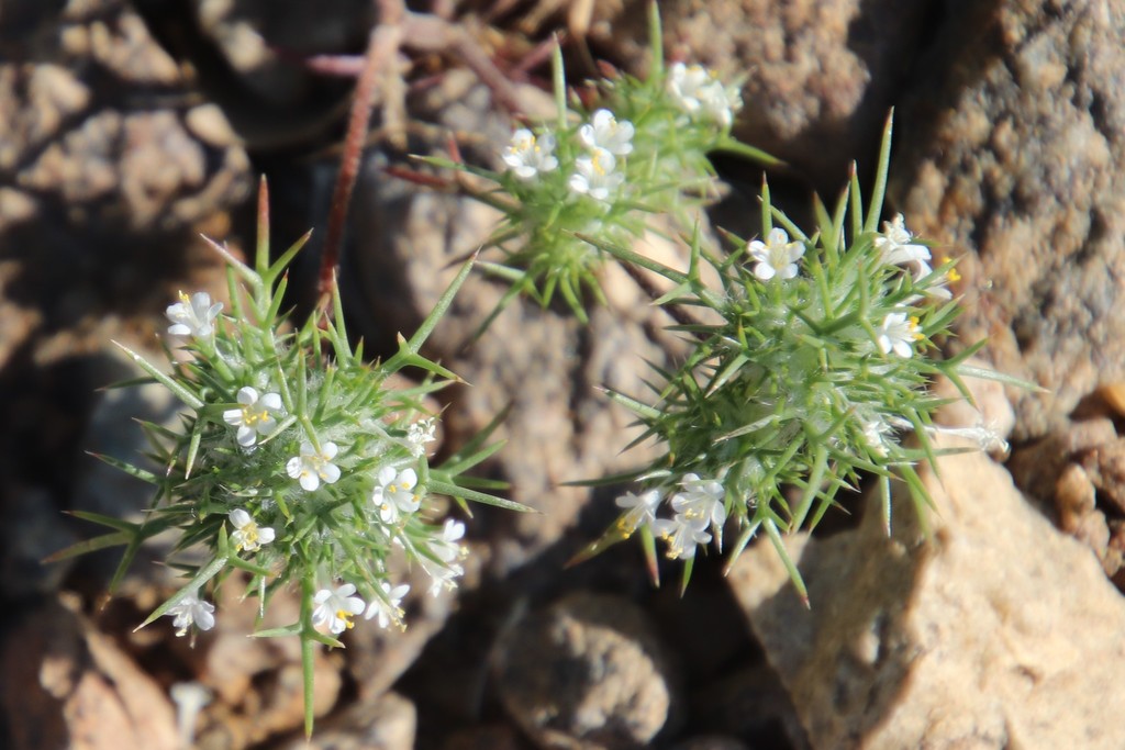 Navarretia propinqua, native California annual