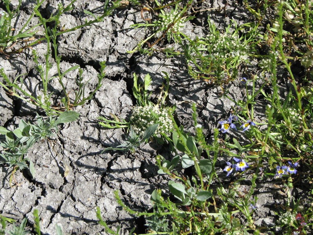 Navarretia prostrata (Prostrate vernal pool navarretia), native California herb