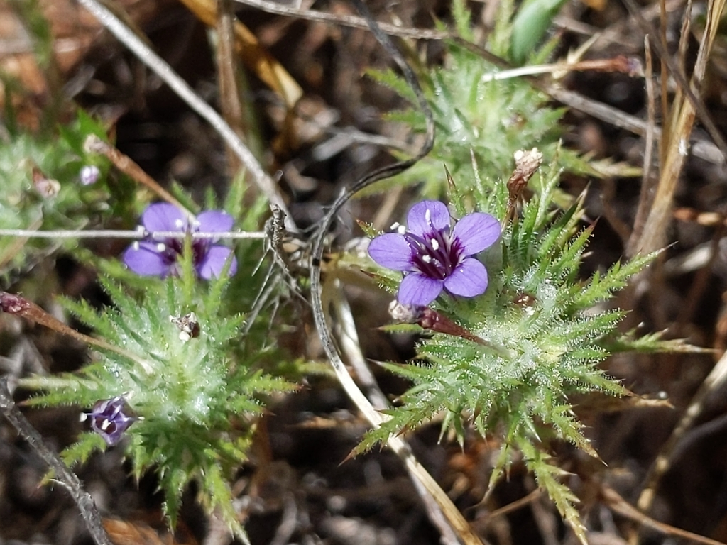 Navarretia pubescens, native California herb