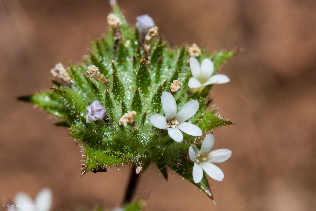 Navarretia rosulata (Marin county navarretia), native California herb