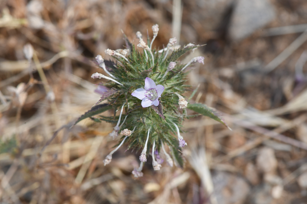 Navarretia setiloba (Piute mountains navarretia), native California herb