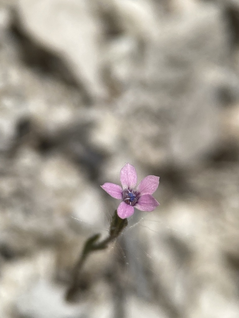 Navarretia sinistra, native California herb