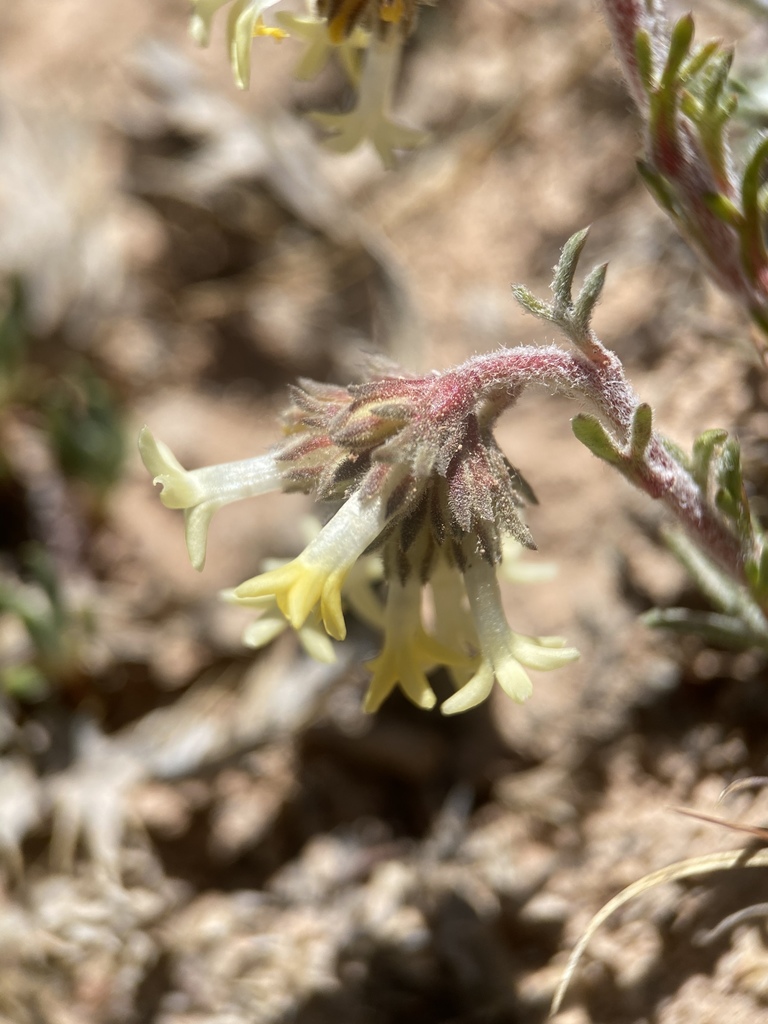Navarretia sp. (Navarretia), native California annual