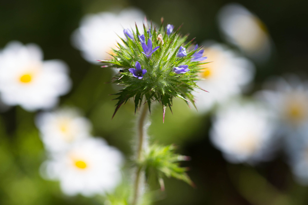 Navarretia squarrosa (Skunkweed), native California herb