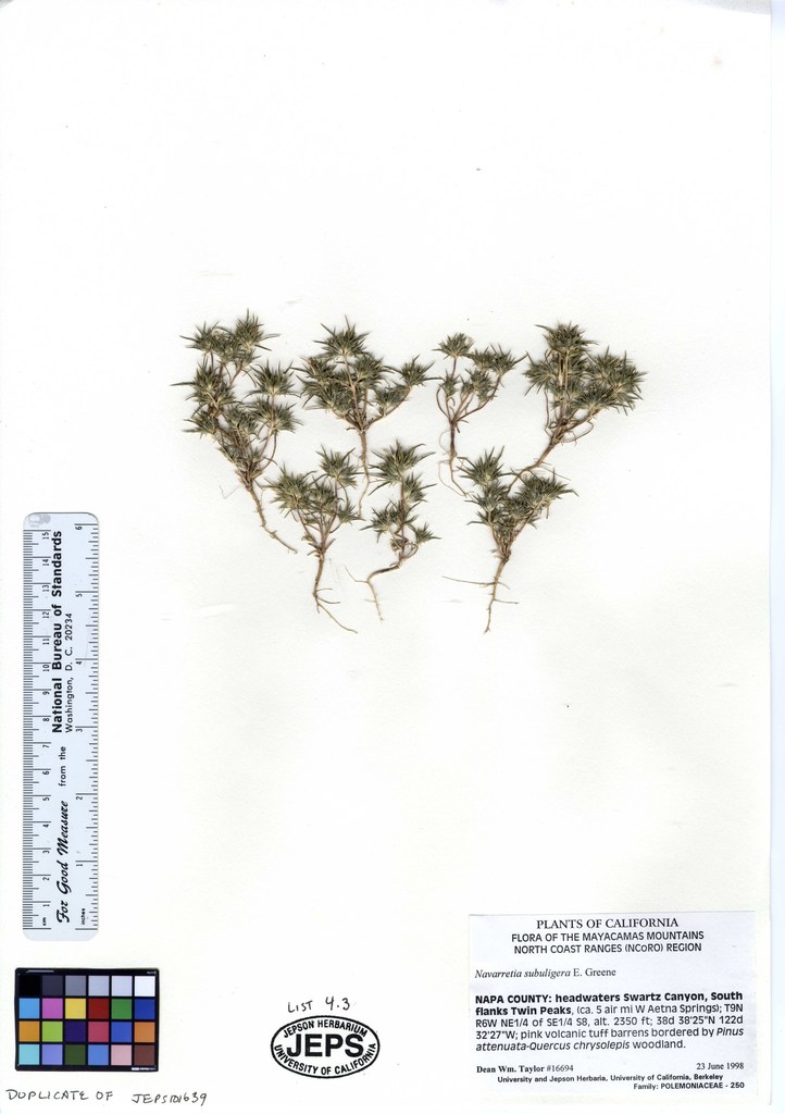 Navarretia subuligera (Awl-leaved navarretia), native California herb