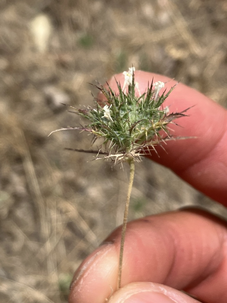 Navarretia tagetina (Marigold navarretia), native California herb
