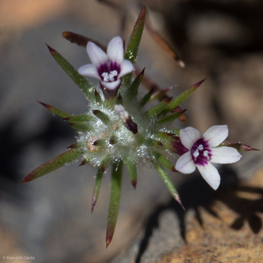 Navarretia torreyella, native California species