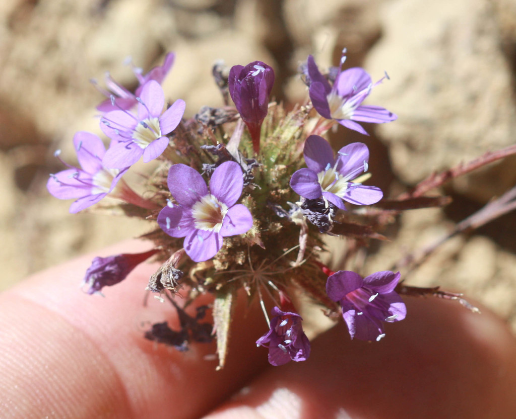 Navarretia viscidula, native California herb