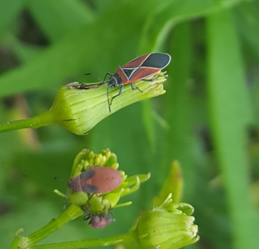 Neacoryphus bicrucis (White-crossed Seed Bug), California species
