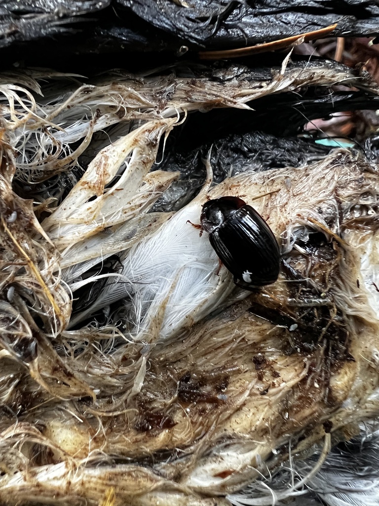 Necrophilus hydrophiloides, California species