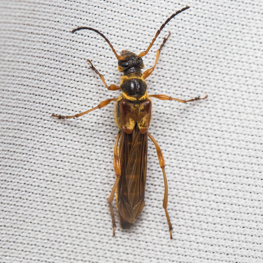 Necydalis cavipennis, California species