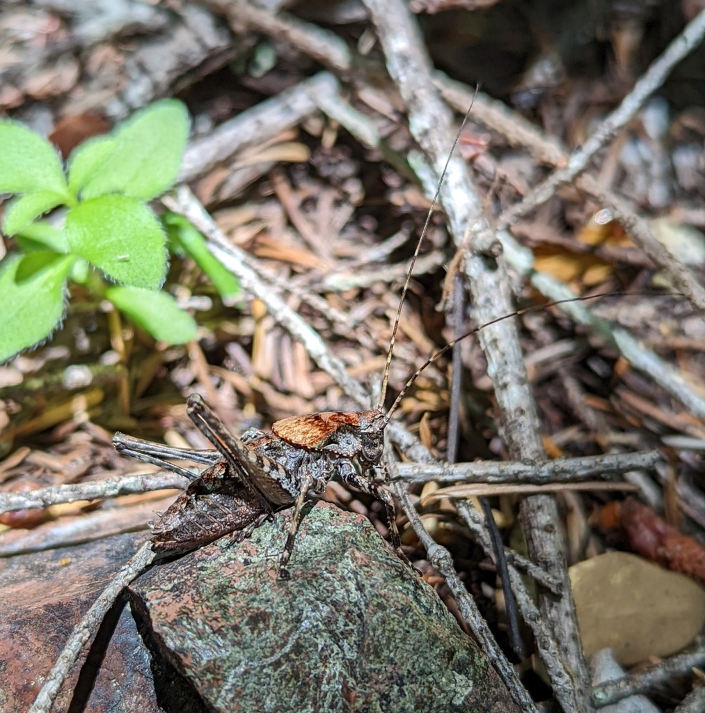 Neduba steindachneri (Steindachner’s Shieldback), California species