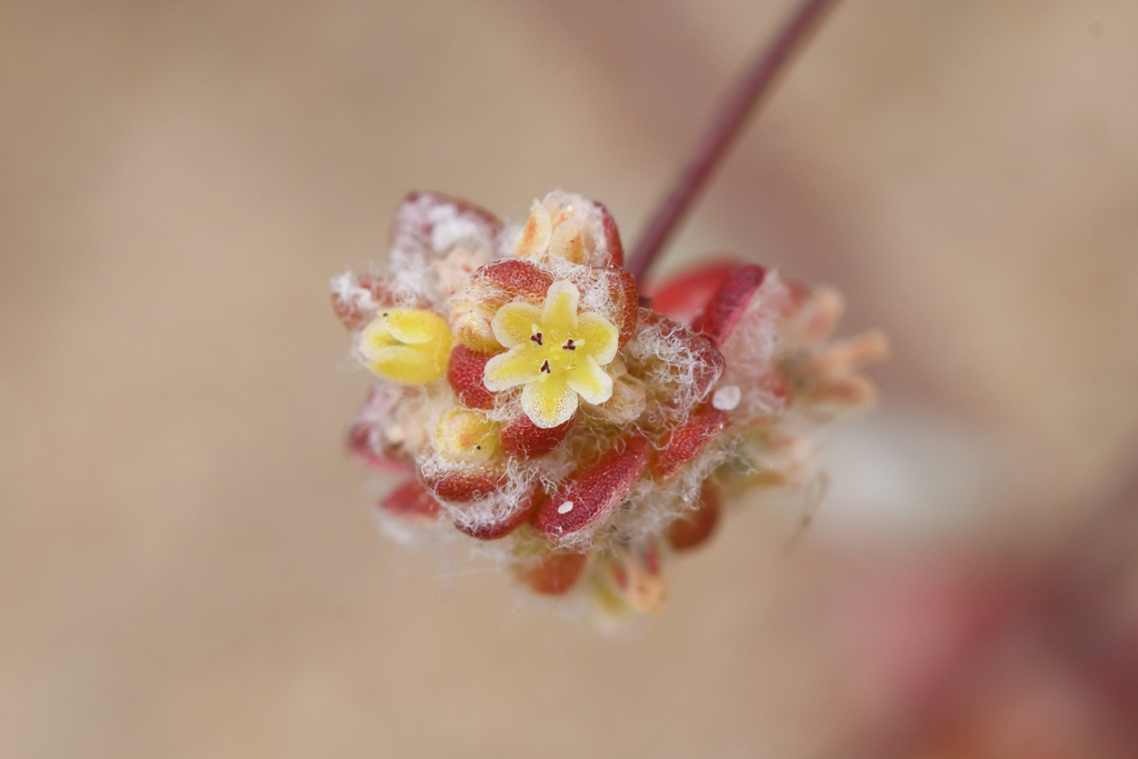 Nemacaulis sp. (Cottonheads), native California annual
