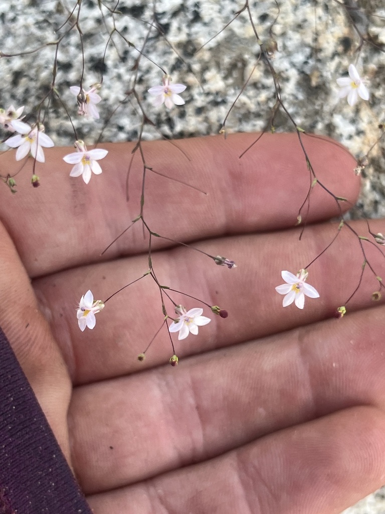 Nemacladus bellus (Beautiful threadplant), native California annual