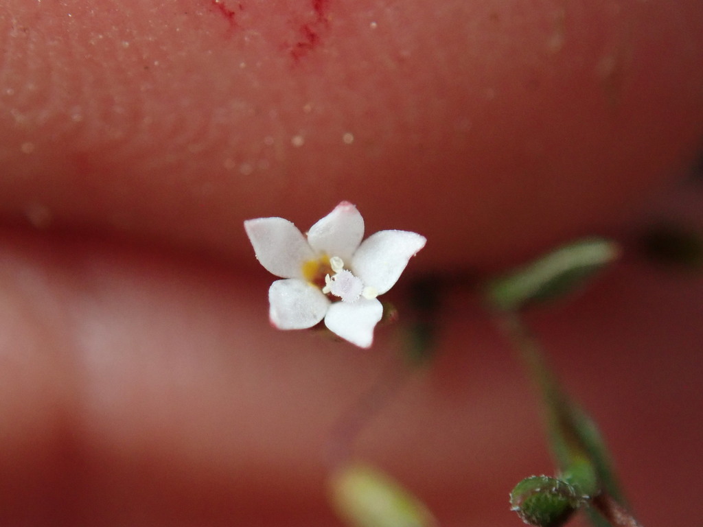 Nemacladus breviflorus (Short-flowered threadplant), native California annual