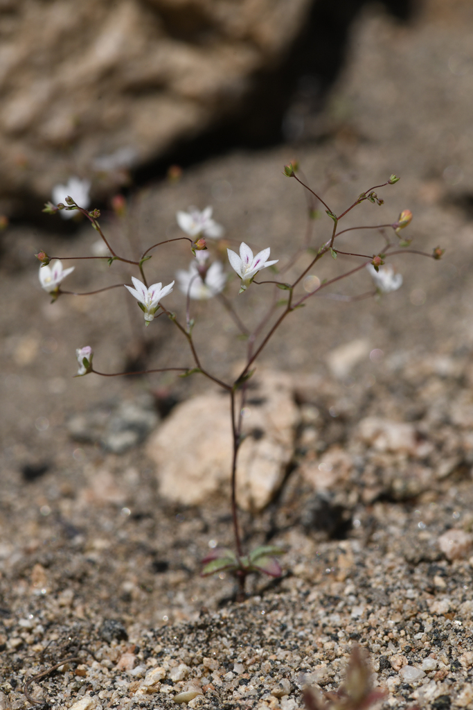 Nemacladus calcaratus (Chimney creek nemacladus), native California annual